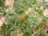 Pelargonium dimelerii 'lila'